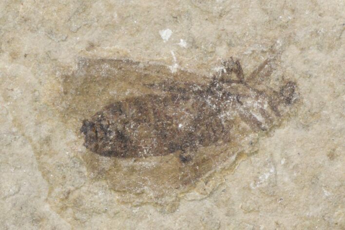 Fossil March Fly (Plecia) - Green River Formation #154503